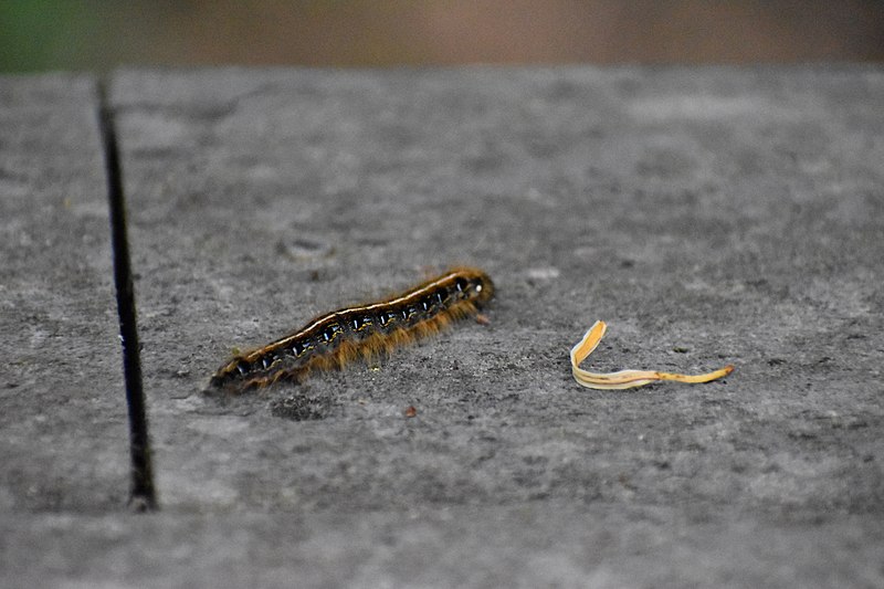 File:Eastern Tent Moth Caterpillar (f597a190-cc8a-4924-b51b-44dd44fb98d5).JPG