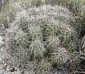 Echinocereus triglochidiatus