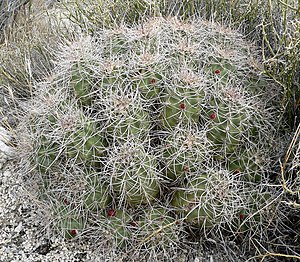 Echinocereus triglochidiatus 3.jpg