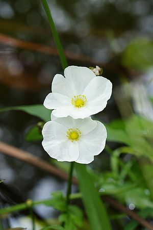 A shot of two flowers of Echinodorus cordifolius