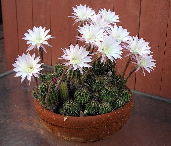 File:Echinopsis oxygona13213404.jpg