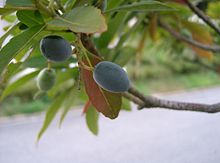 Elaeocarpus sylvestris6.jpg