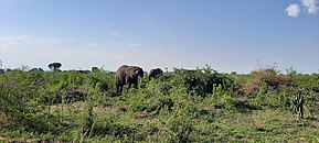 Savane du Queen Elizaeth National Park (Ouganda)