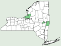 Elsholtzia ciliata NY-dist-map.png