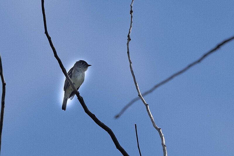 File:Empidonax minimus (51284420598).jpg