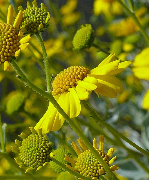 File:Encelia farinosa brittlebush flower.jpg