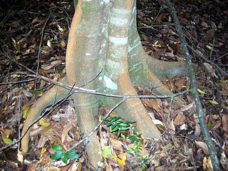 <i>Endiandra muelleri</i> Species of tree