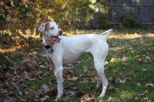 English Pointer 001