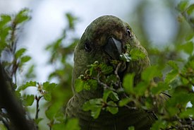 Enicognathus ferrugineus - Provincia Magallanes, Chile-8.jpg