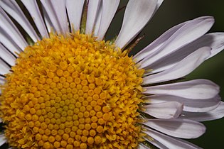 Erigeron peregrinus