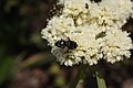 Eriogonum compositum