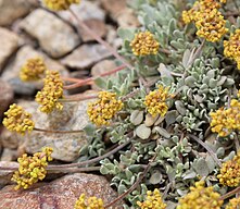 Sulfur flower (Eriogonum umbellatum) cushion of leaves and flowers