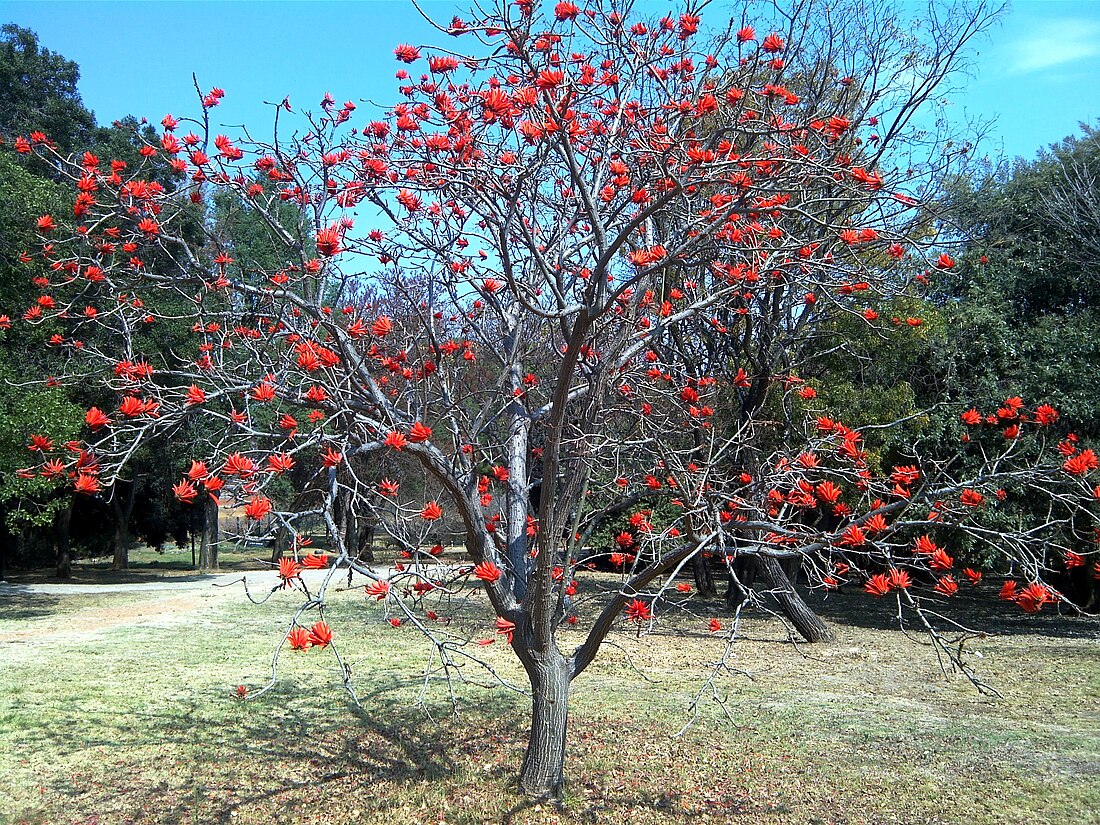 Erythrina lysistemon