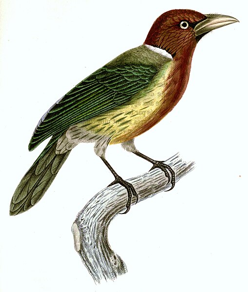 File:Eubucco bourcierii male.jpg