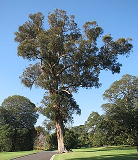 <i>Eucalyptus muelleriana</i> Species of eucalyptus