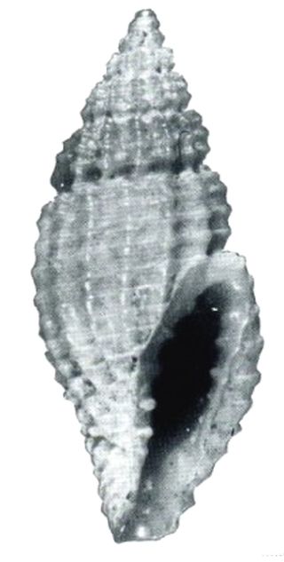 <i>Eucithara bathyraphe</i> Species of gastropod