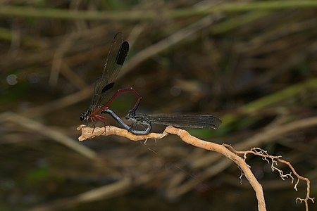 Euphaea fraseri mating pair