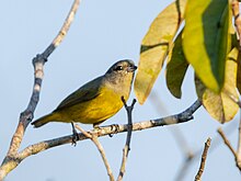 Euphonia plumbea Plumbeous Euphonia (female); Presidente Figueiredo, Amazonas, Brazil (cropped).jpg