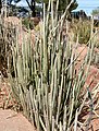 Springs Preserve garden, Las Vegas, Nevada