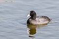 * Nomination Eurasian coot (Fulica atra). --Nirmal Dulal 06:26, 29 July 2019 (UTC) * Promotion  Support Good quality. --Manfred Kuzel 06:35, 29 July 2019 (UTC)