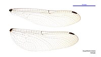 Eusynthemis tenera female wings (34248810993).jpg