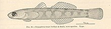 FMIB 39726 Sicyopterus tauae Jordan & Seale, жаңа түрлері Type.jpeg