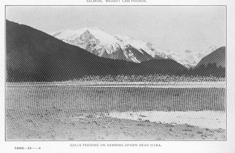 File:FMIB 49102 Gulls feeding onherring spawn near Sitka.jpeg