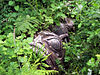 A fallen totem pole in Yuquot