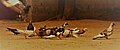 * Nomination poultry that live on the shooting range (par Beheme) --CapitainAfrika 11:30, 4 September 2022 (UTC) * Decline  Oppose WB too warm, sharpness not good enough, JPEG artifacts. --XRay 18:23, 12 September 2022 (UTC)