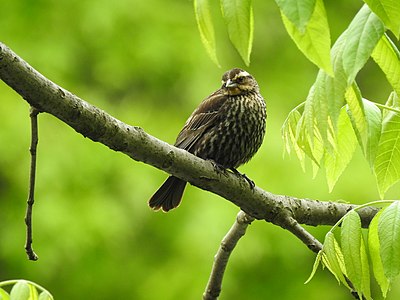 Female red-winged blackbird by Tparkslope