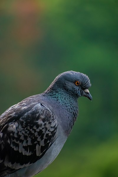 File:Feral Pigeon 02.jpg