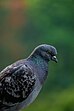 File: Feral Pigeon 02.jpg