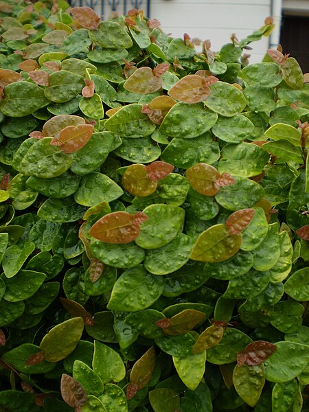 File:Ficus repens.jpg