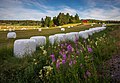 * Nomination Fields at Lingonbacka, Sotunki, Finland --Ximonic 03:08, 16 July 2022 (UTC) * Promotion  Support Good quality and beautiful landscape, thanks. --Tournasol7 05:02, 16 July 2022 (UTC)