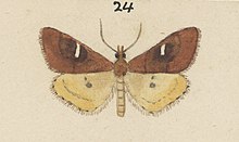 Fig 24 MA I437620 TePapa Plate-XXI-The-butterflies full (cropped).jpg