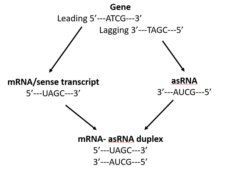 File:Figure1 Definition of antisense RNAs (asRNAs) .png