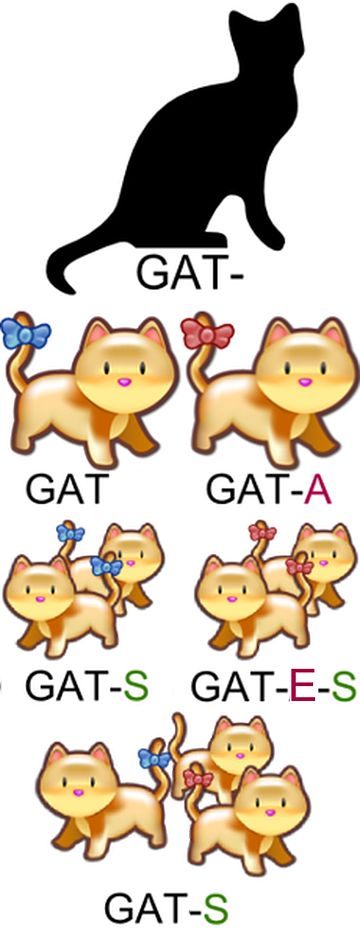 Gender and number inflection of the word gat ("cat")