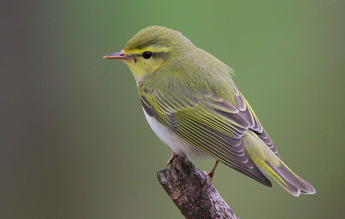 Wood warbler