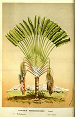 Miniatura para Ravenala madagascariensis