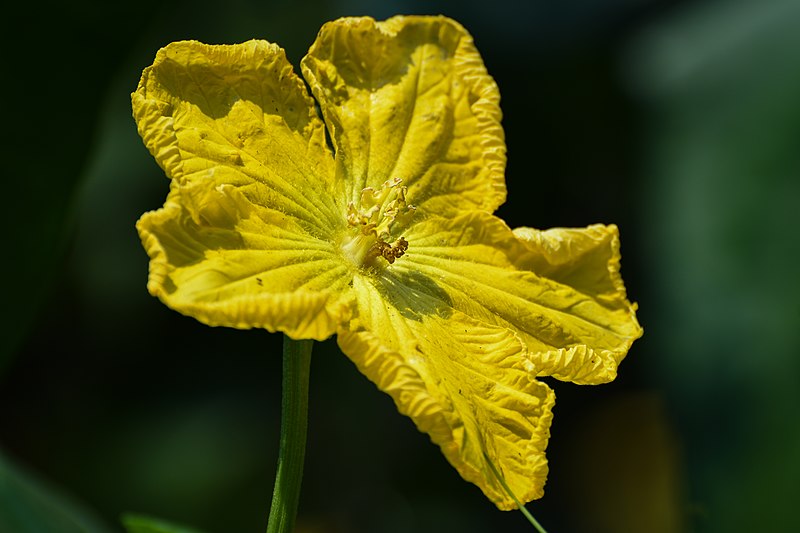 File:Flower of Luffa aegyptiaca in Kerala.jpg