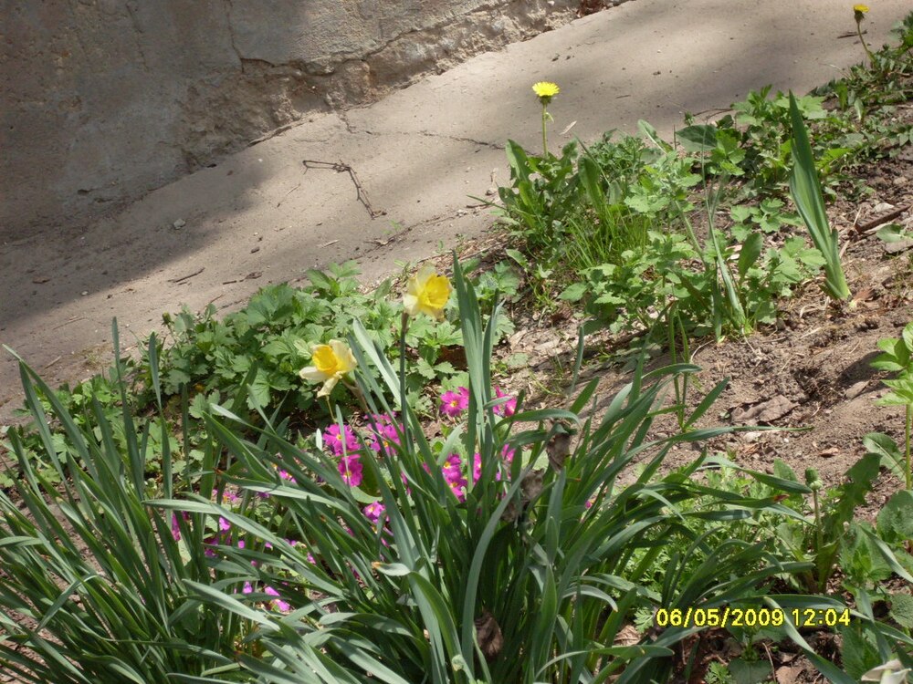 Flowers