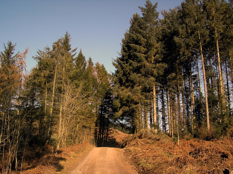 File:Forest Road in Barhill Wood - geograph.org.uk - 1752654.jpg