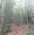 * Nomination Fog in a forest in province of Trento (Italy). --llorenzi 10:51, 14 October 2013 (UTC) * Decline Overexposed. --Mattbuck 19:20, 22 October 2013 (UTC)