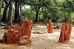 Fossil im National Fossil Wood Park