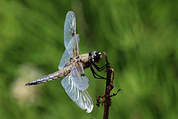 Four-spotted chaser dragonfly (Libellula quadrimaculata) male.jpg