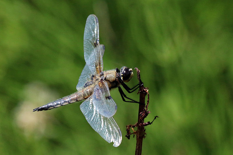 File:Four-spotted chaser dragonfly (Libellula quadrimaculata) male.jpg