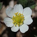 Fragaria iinumae (flower s6).jpg