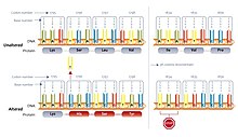 A deletion mutation alters every codon following it, and can make protein synthesis stop prematurely by forming a stop codon. Frameshift deletion (13062713935).jpg