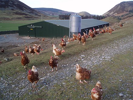 Commercial free range hens in the Scottish Borders