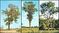 Stromy typické pro Gran Chaco
